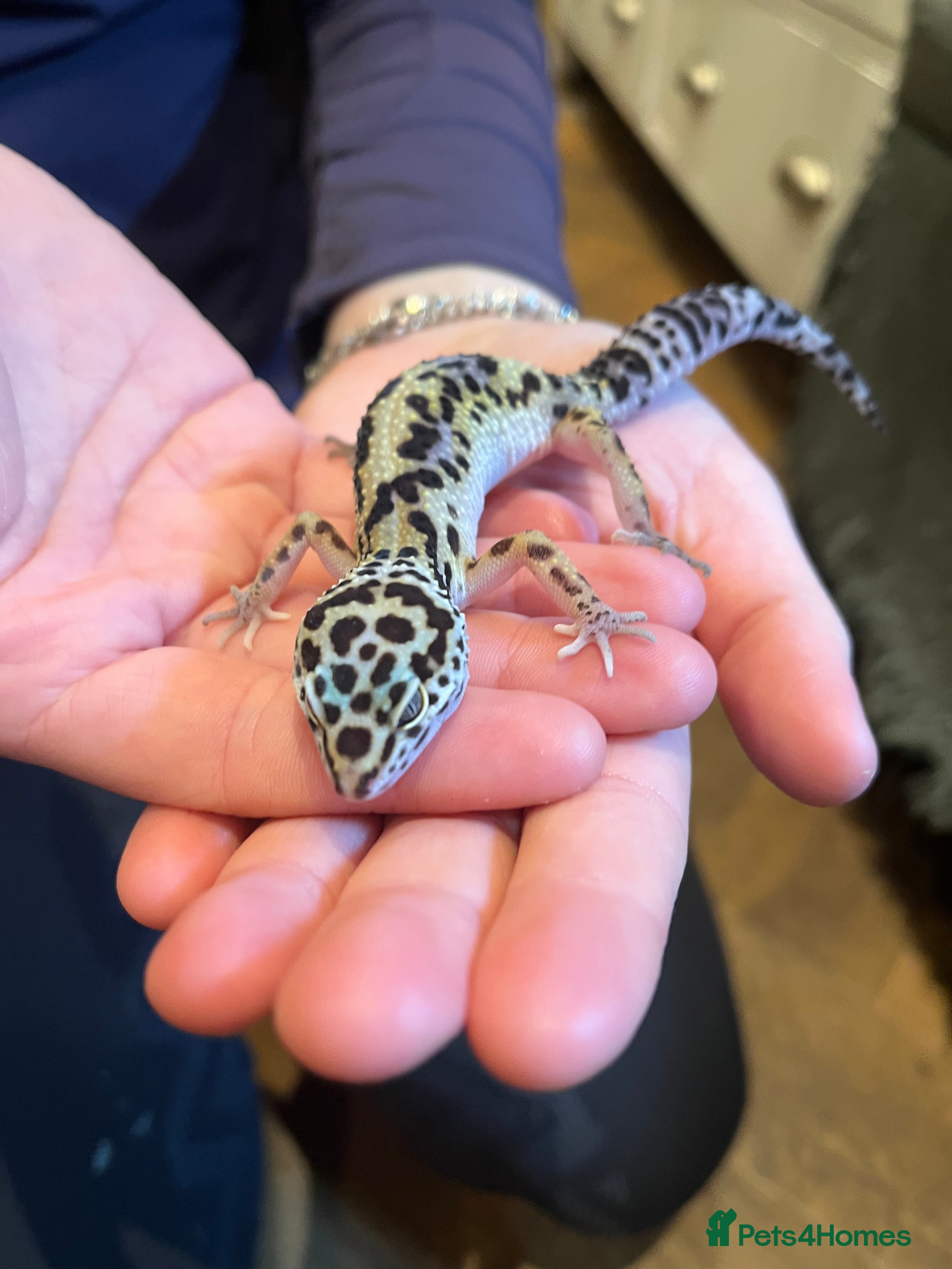 Leopard Gecko reptiles Leopard Gecko and Full set up  in Bath - Advert 1