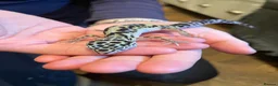 Leopard Gecko reptiles for sale: Leopard Gecko and Full set up  in Bath - Advert 1