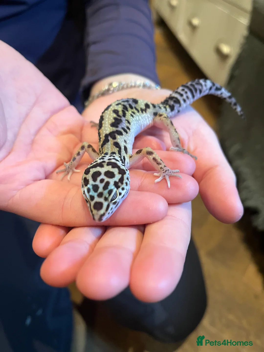 Leopard Gecko reptiles for sale: Leopard Gecko and Full set up  in Bath - Advert 1