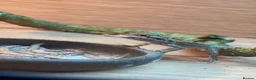 Bearded Dragon reptiles for sale: Red monster 👹 x hypo zero bearded dragons - Advert 7