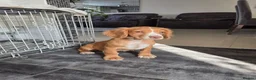 Cocker Spaniel dogs for sale: Working Cocker Spaniel Puppies Ready to go - Advert 1