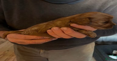 Cavapoo dogs Fully Health Tested F1 Cavapoo Puppies. - Advert 3