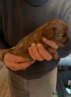 Cavapoo dogs Fully Health Tested F1 Cavapoo Puppies. - Advert 4