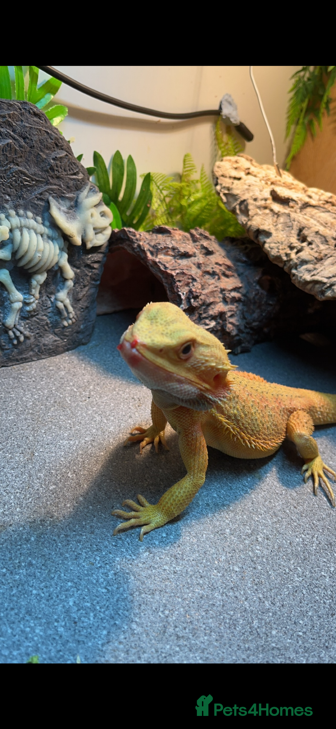 Bearded Dragon reptiles for sale: Male bearded dragon  - Advert 4