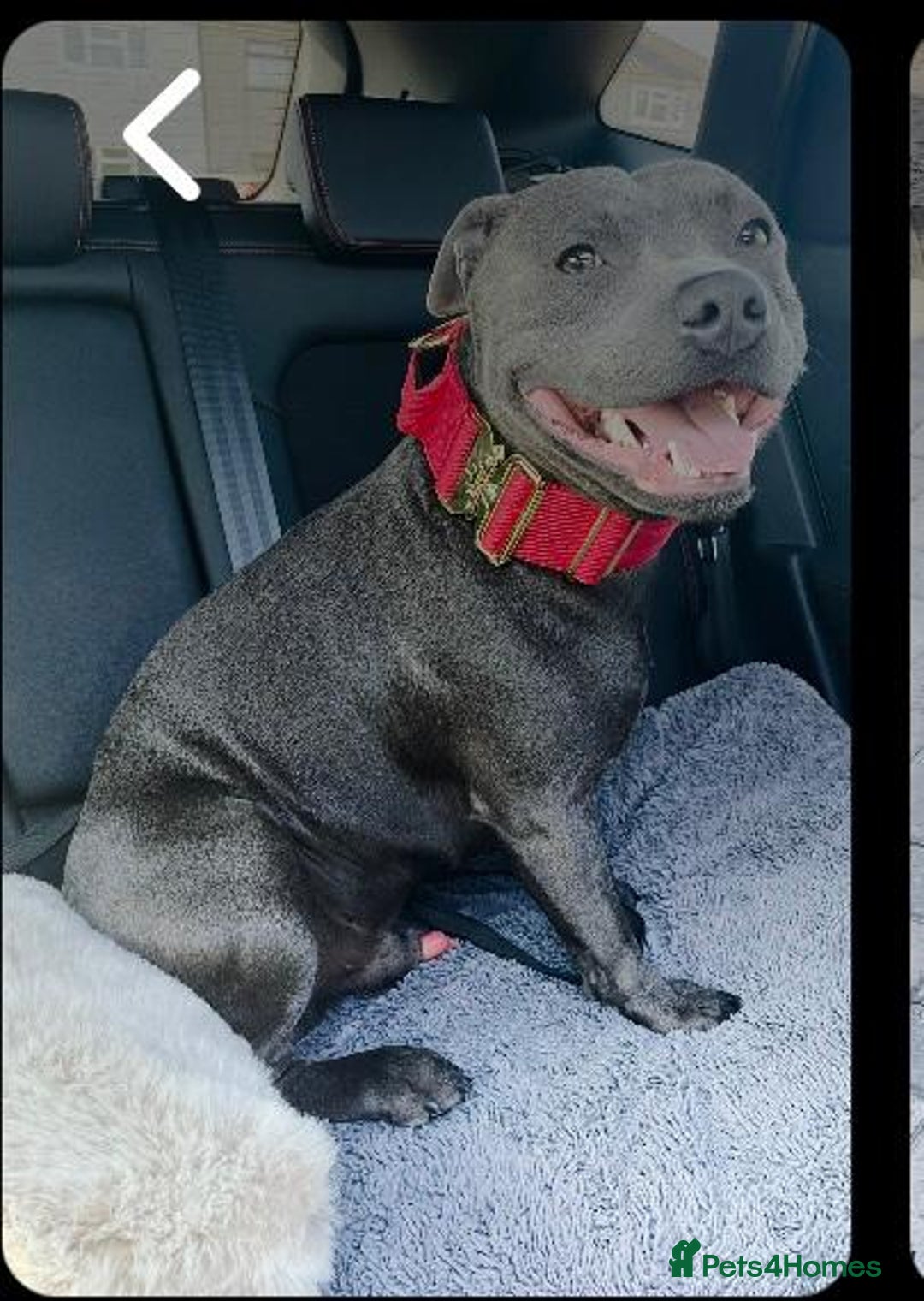 Staffordshire Bull Terrier dogs for sale: CHAMPION BLOOD LINES STOCKY BLUE STAFFY PUPS  - Image 7