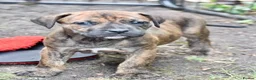 Mixed Breed dogs for sale: Stunning Cane Corso mix with Bullmastiff in Bristol - Advert 3