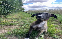 Mixed Breed dogs for adoption: Myrtle - Norwich Norfolk  - Image 6