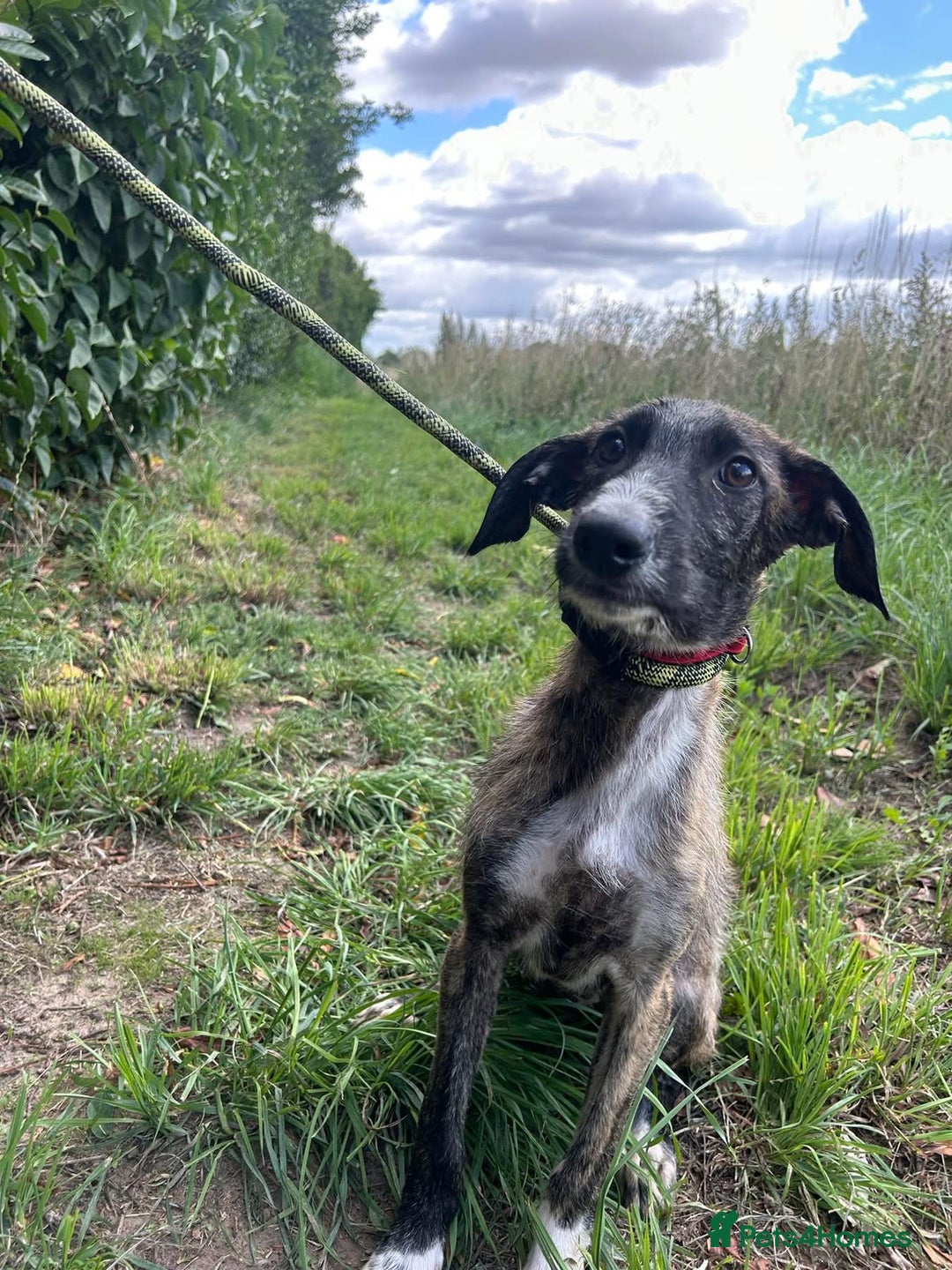 Mixed Breed dogs for adoption: Myrtle - Norwich Norfolk  - Image 6