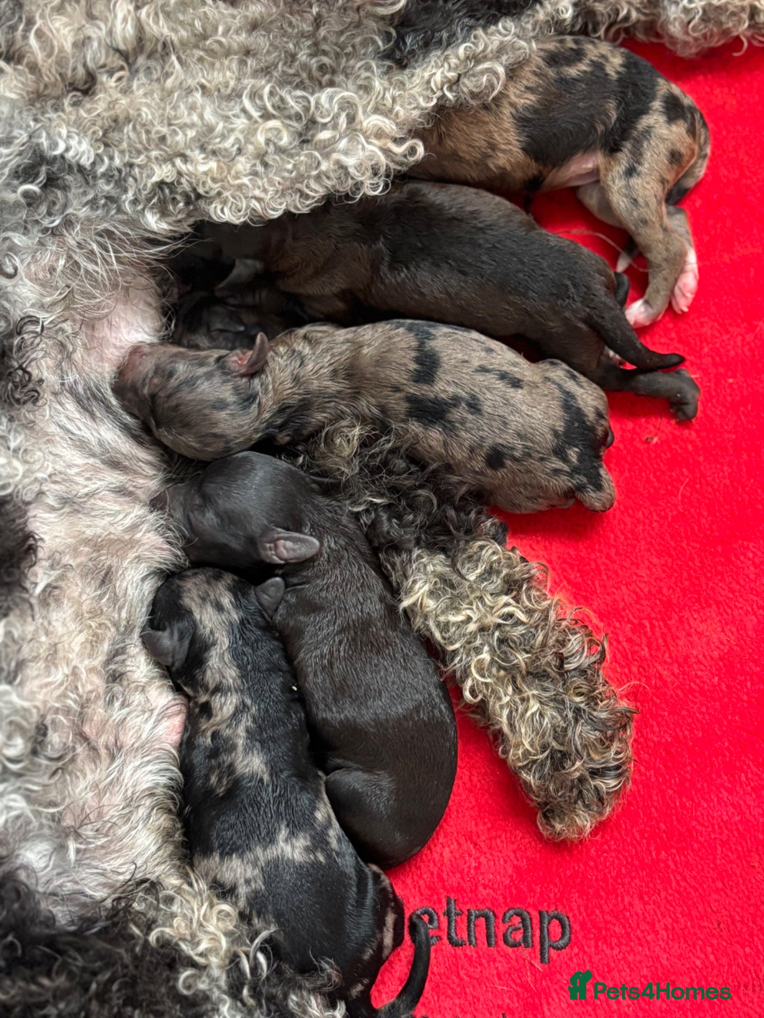 Miniature Poodle dogs for stud: Kc registered health tested miniature poodle STUD - Advert 5