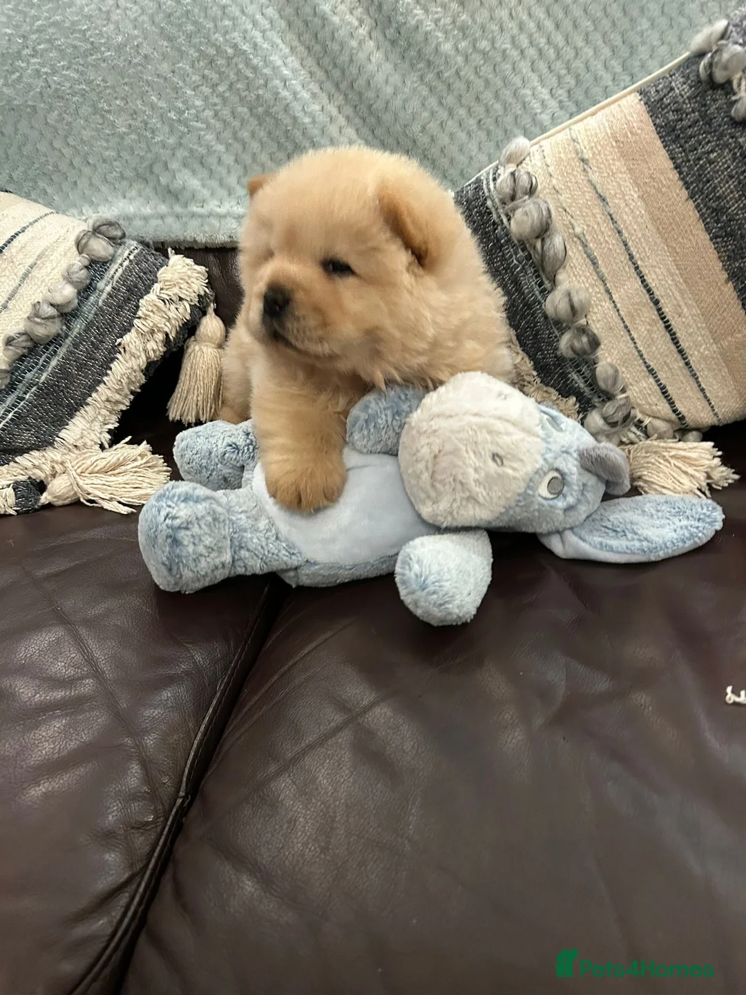 Chow Chow dogs for sale:  READY NOW amazing cream chow chow boy - Advert 12