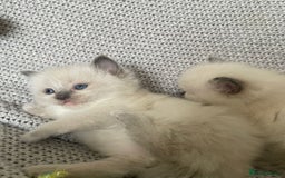 Ragdoll cats for sale: GCCF Ragdoll Kittens - Image 17