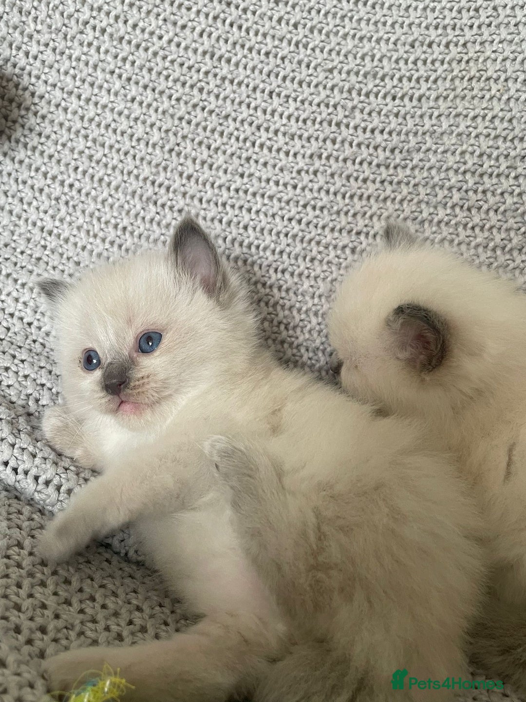 Ragdoll cats for sale: GCCF Ragdoll Kittens - Image 17