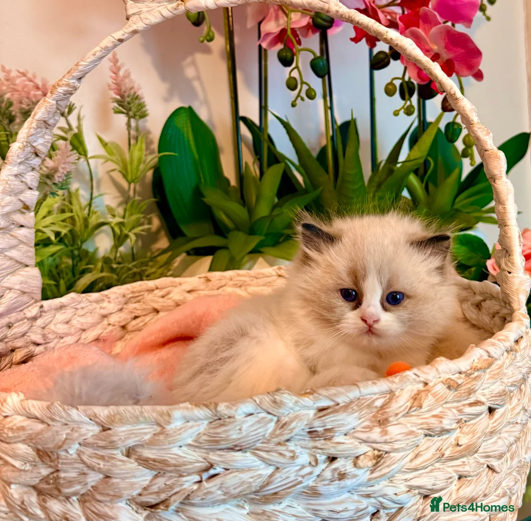 Ragdoll cats for sale: 🩷✨🏅GRAND CHAMP LINE TOP QUALITY RAGDOLLS - Advert 29