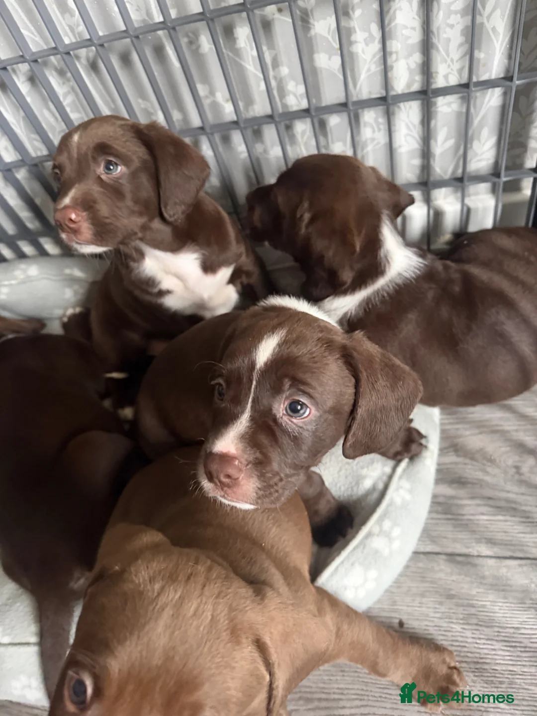Mixed Breed dogs for sale: Springer spaniel x staffador puppies in Livingston - Advert 8