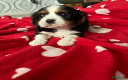 Cavalier King Charles Spaniel dogs for sale: Cavalier King Charles Spaniel! - Image 7