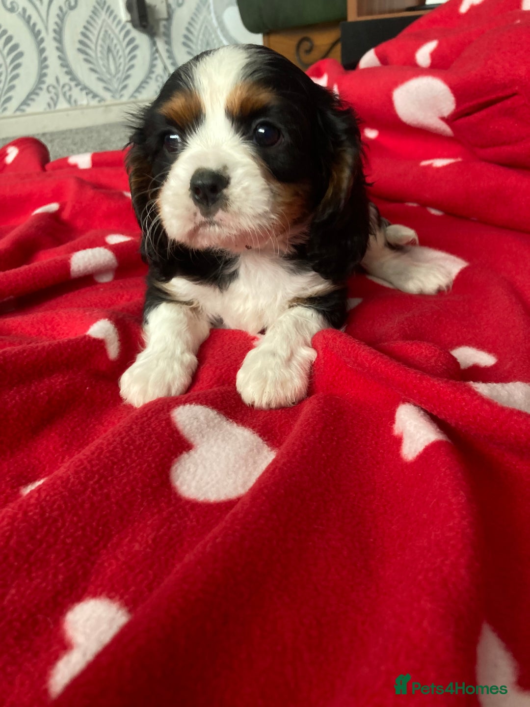 Cavalier King Charles Spaniel dogs for sale: Cavalier King Charles Spaniel! - Image 7