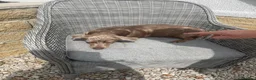 Miniature Dachshund dogs for sale: 3 dapple girls for sale  - Advert 7