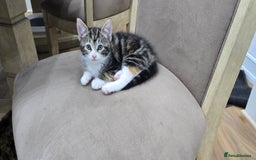Mixed Breed cats for sale: Beautiful Kittens  - Image 1