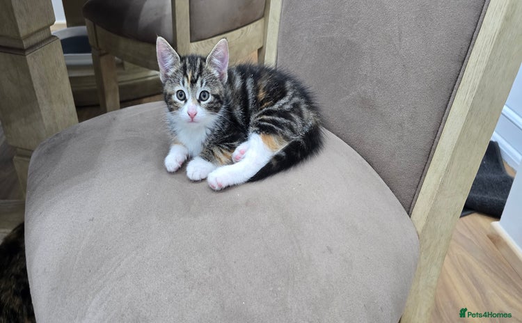 Mixed Breed cats - Advert 5
