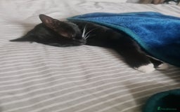 Domestic Shorthair cats for sale: 2 Cats for sale - Image 6