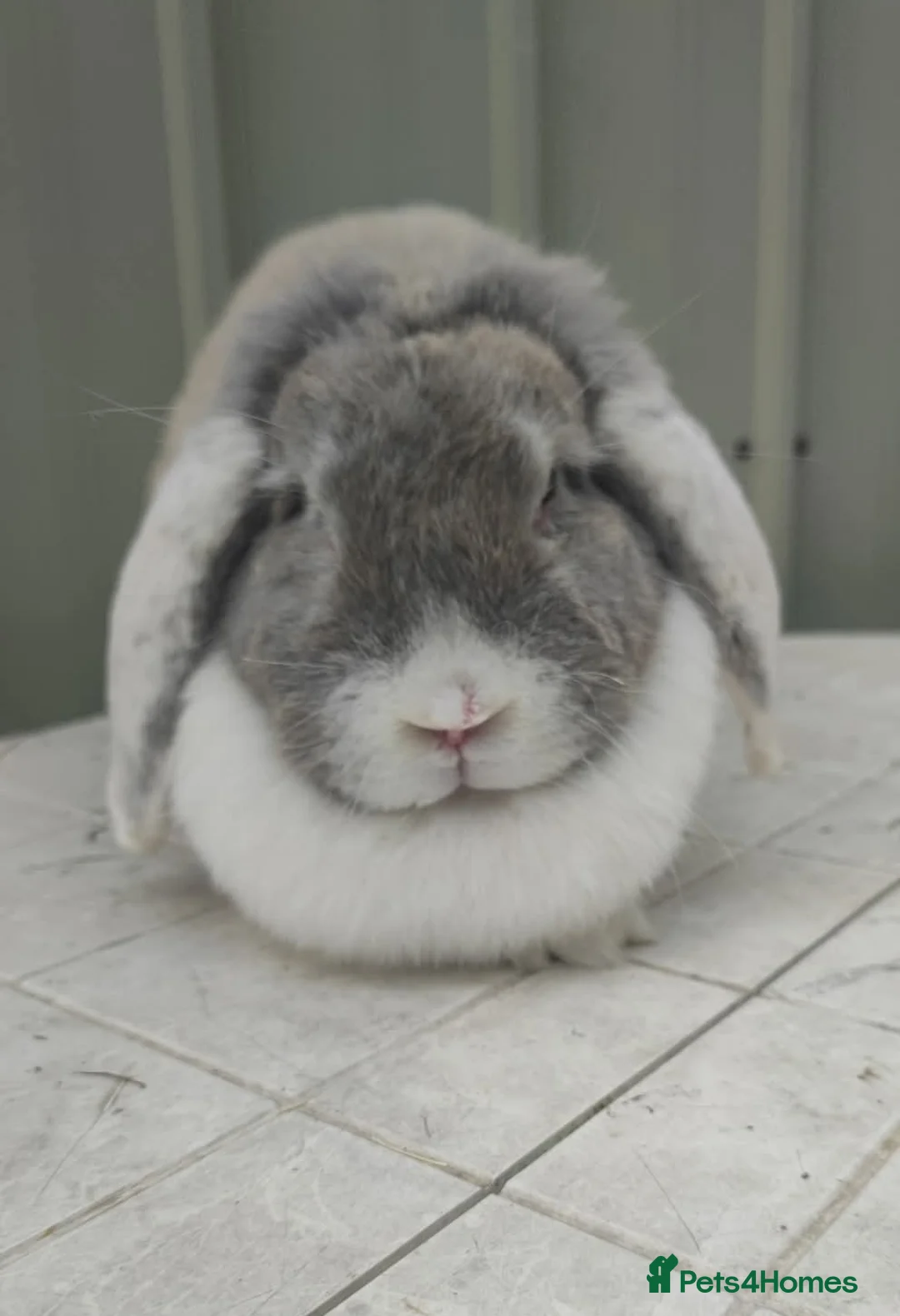 French Lop rabbits for sale: French lops - Advert 1