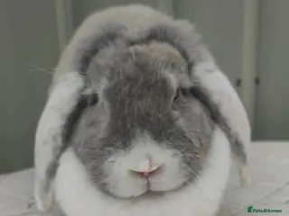 French Lop rabbits French lops - Advert 3