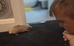 Pygmy Hedgehog rodents for sale: Blonde Lesser-Tenrec & Full Set up  - Image 2