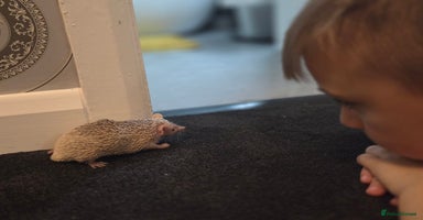 Pygmy Hedgehog rodents - Advert 4