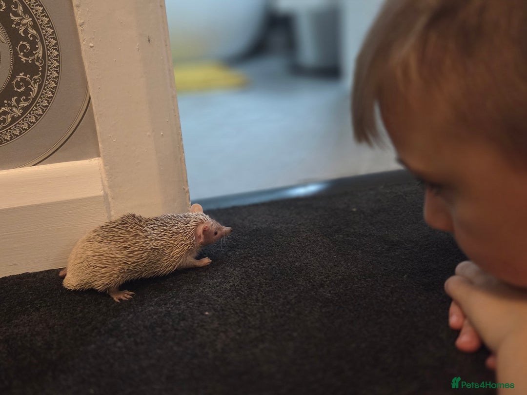 Pygmy Hedgehog rodents for sale: Blonde Lesser-Tenrec & Full Set up  - Image 2