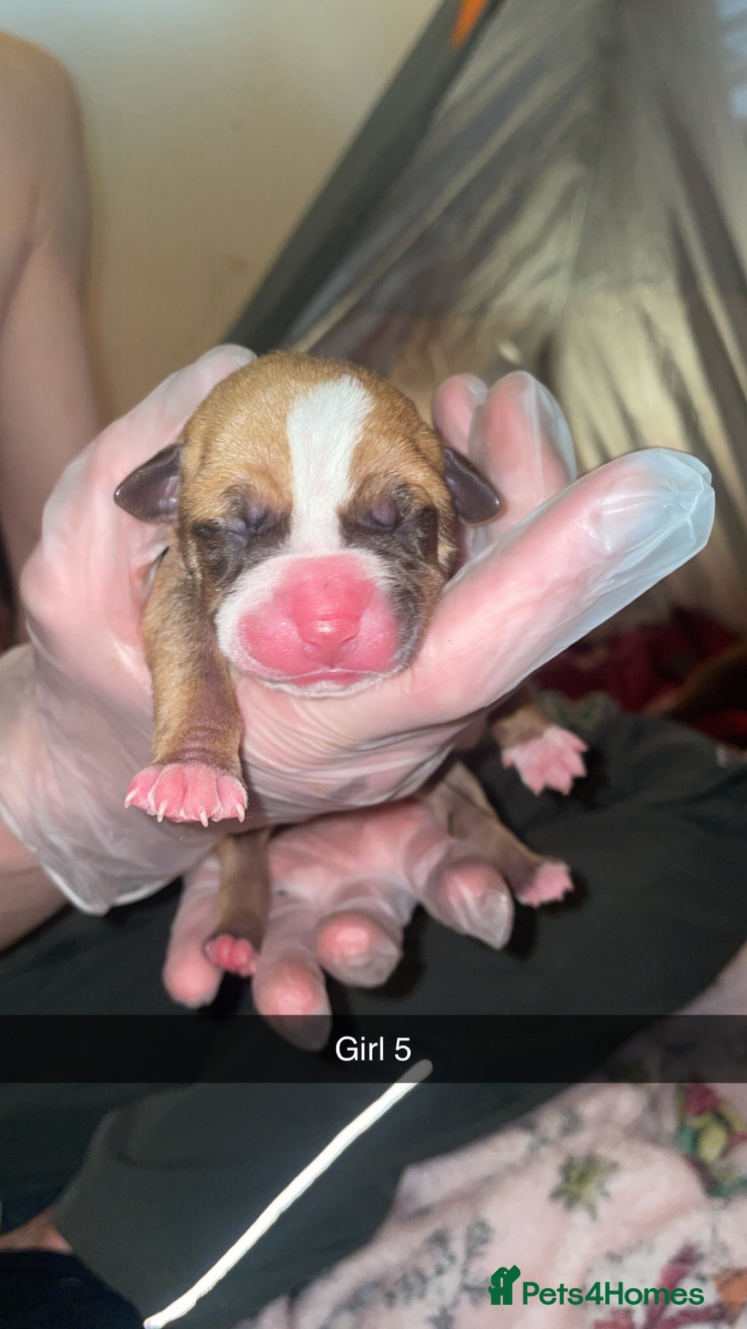 Mixed Breed dogs for sale: American bully x American bulldog puppies - Advert 10