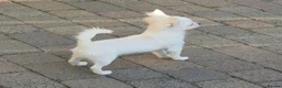 Chihuahua dogs for sale: KC registered 6 months old Longcoat puppy - Advert 3