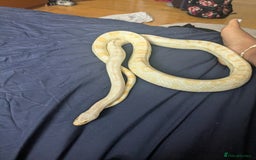 Corn Snake reptiles for sale: Snow morph corn snake  - Image 3