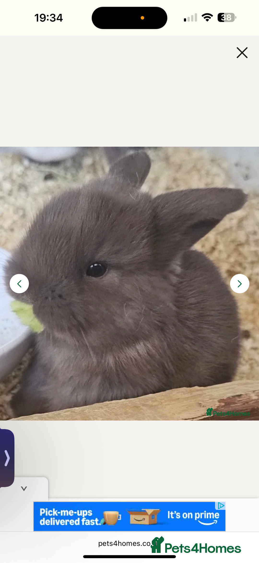 Mini Lop rabbits for sale: Male Chocolate Mini lop - Image 3