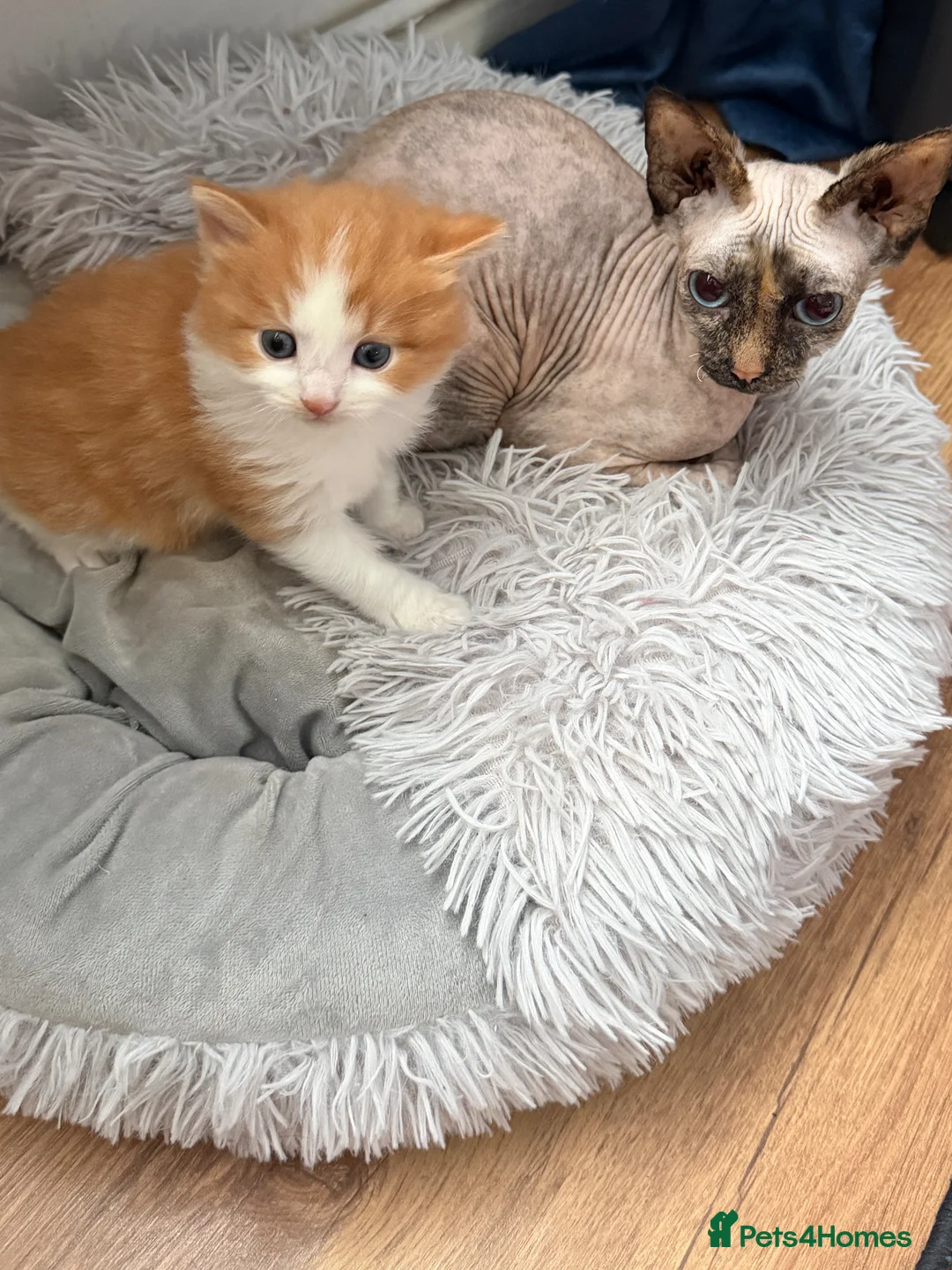 Mixed Breed cats for sale: Male fluffy kitten ginger and white  - Advert 4