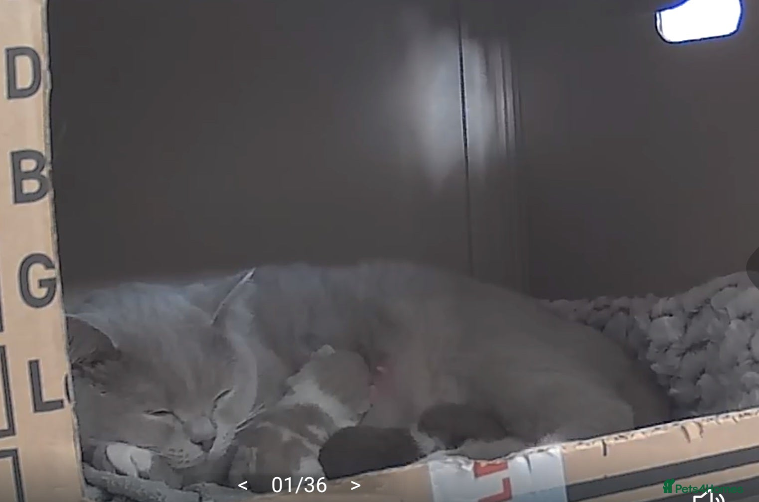 British Shorthair cats ✨ British Shorthair Kittens – Ready to Reserve 🤍 - Advert 1