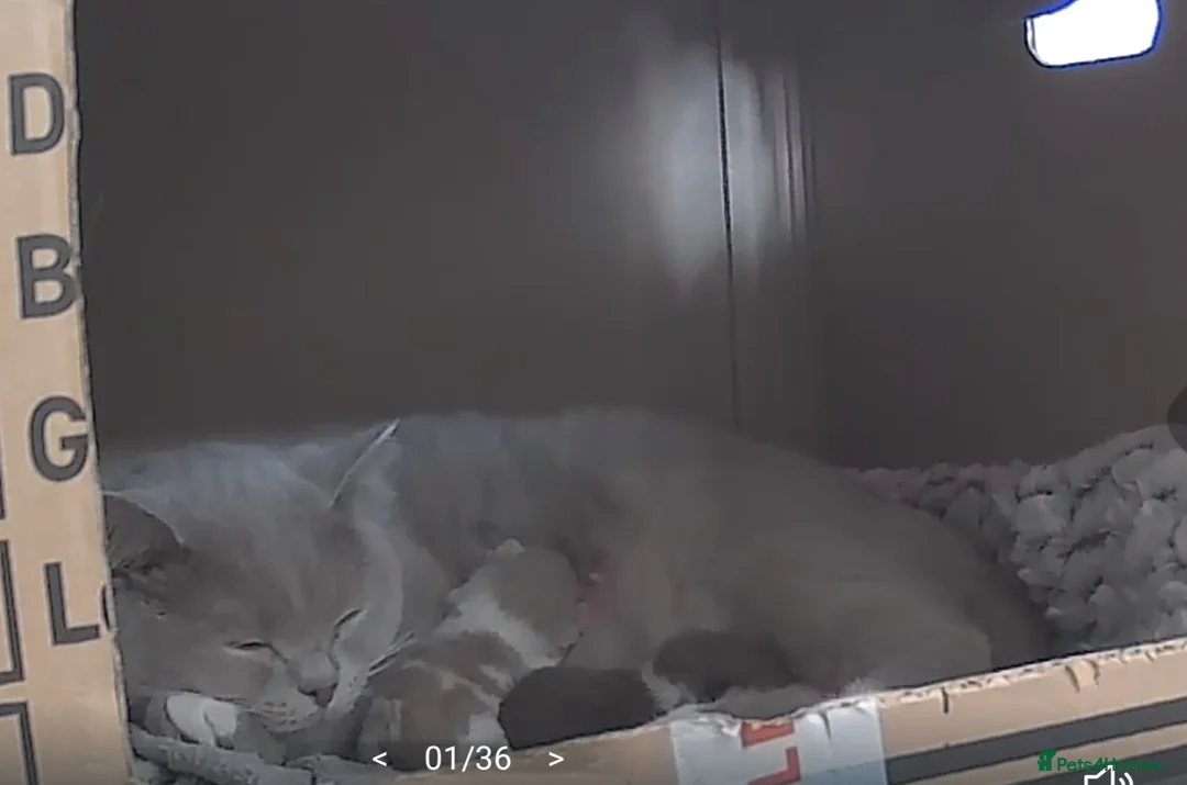 British Shorthair cats for sale: ✨ British Shorthair Kittens – Ready to Reserve 🤍 in Cranbrook - Advert 1