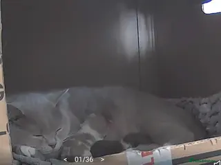 British Shorthair cats ✨ British Shorthair Kittens – Ready to Reserve 🤍 - Advert 1