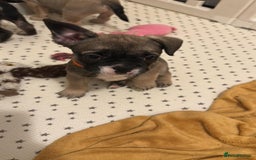 French Bulldog dogs for sale: Amazing french bulldog  - Image 19