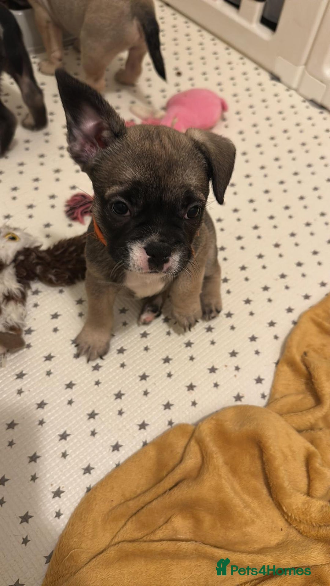 French Bulldog dogs for sale: Amazing french bulldog  - Image 19