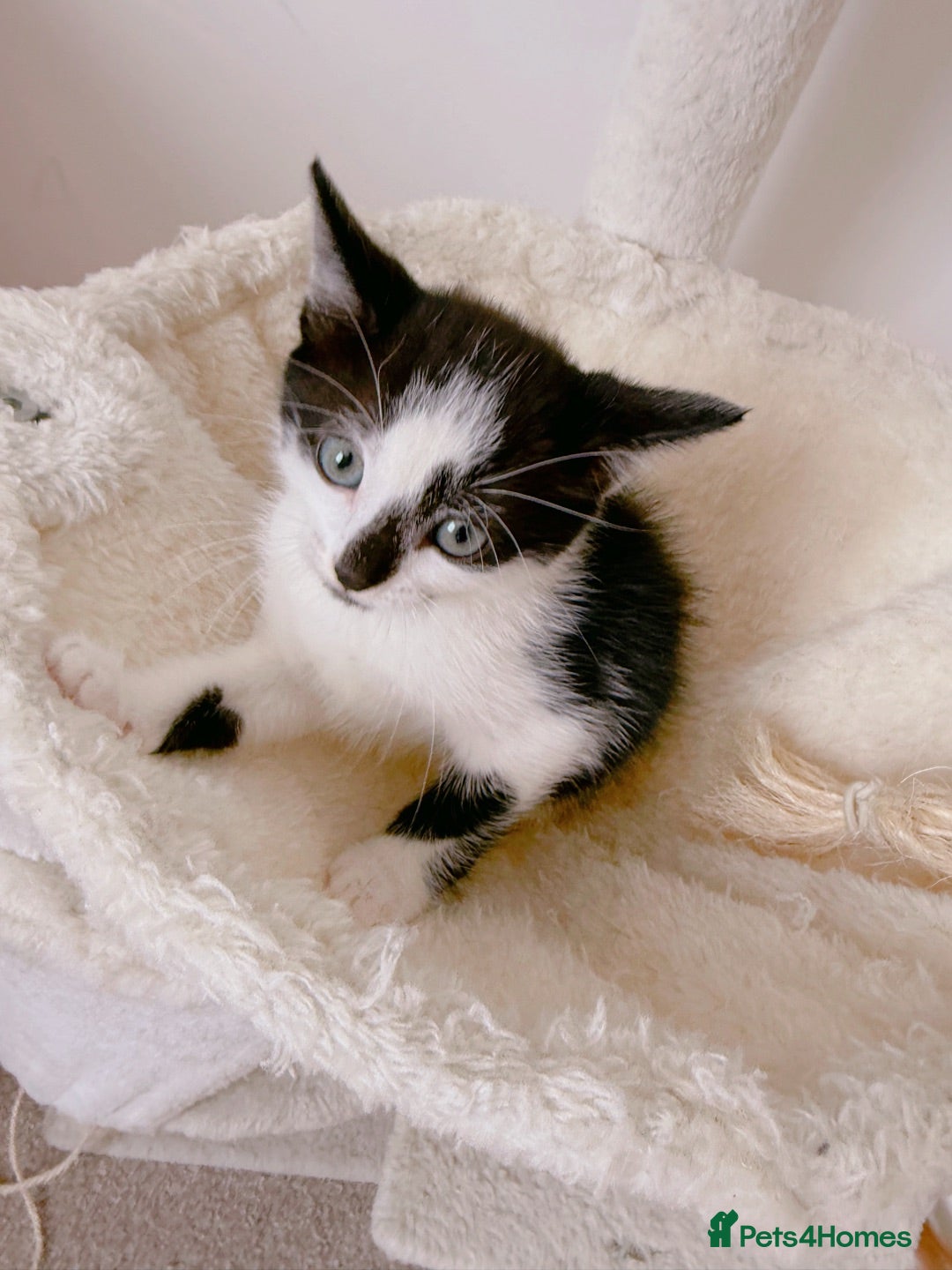 Mixed Breed cats London, black and white male kitten - Advert 4