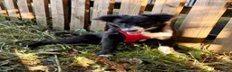 Border Collie dogs for sale: Stubleywood Border Collies - Advert 15