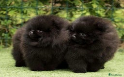 Pomeranian dogs for sale: Outstanding 💖re-available!All info below ⬇️ 35+🏆 - Image 8