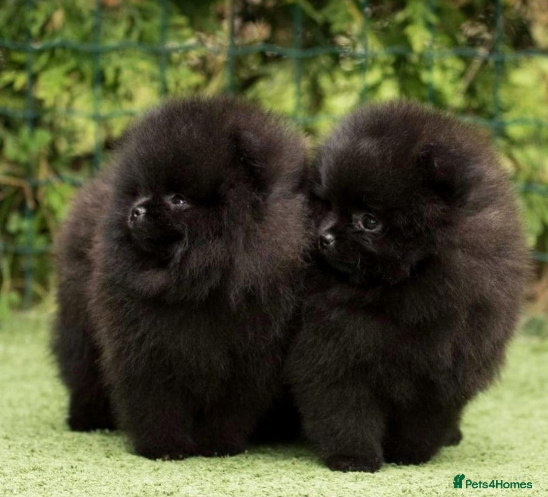 Pomeranian dogs for sale: Outstanding 💖re-available!All info below ⬇️ 35+🏆 - Image 8
