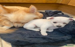 Chihuahua dogs for sale: Four beautiful chihuahua puppies 1 boy 3 girls  - Image 14