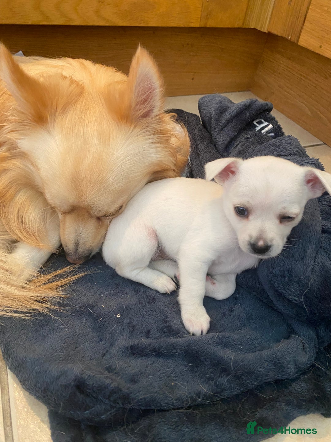 Chihuahua dogs for sale: Four beautiful chihuahua puppies 1 boy 3 girls  - Image 14
