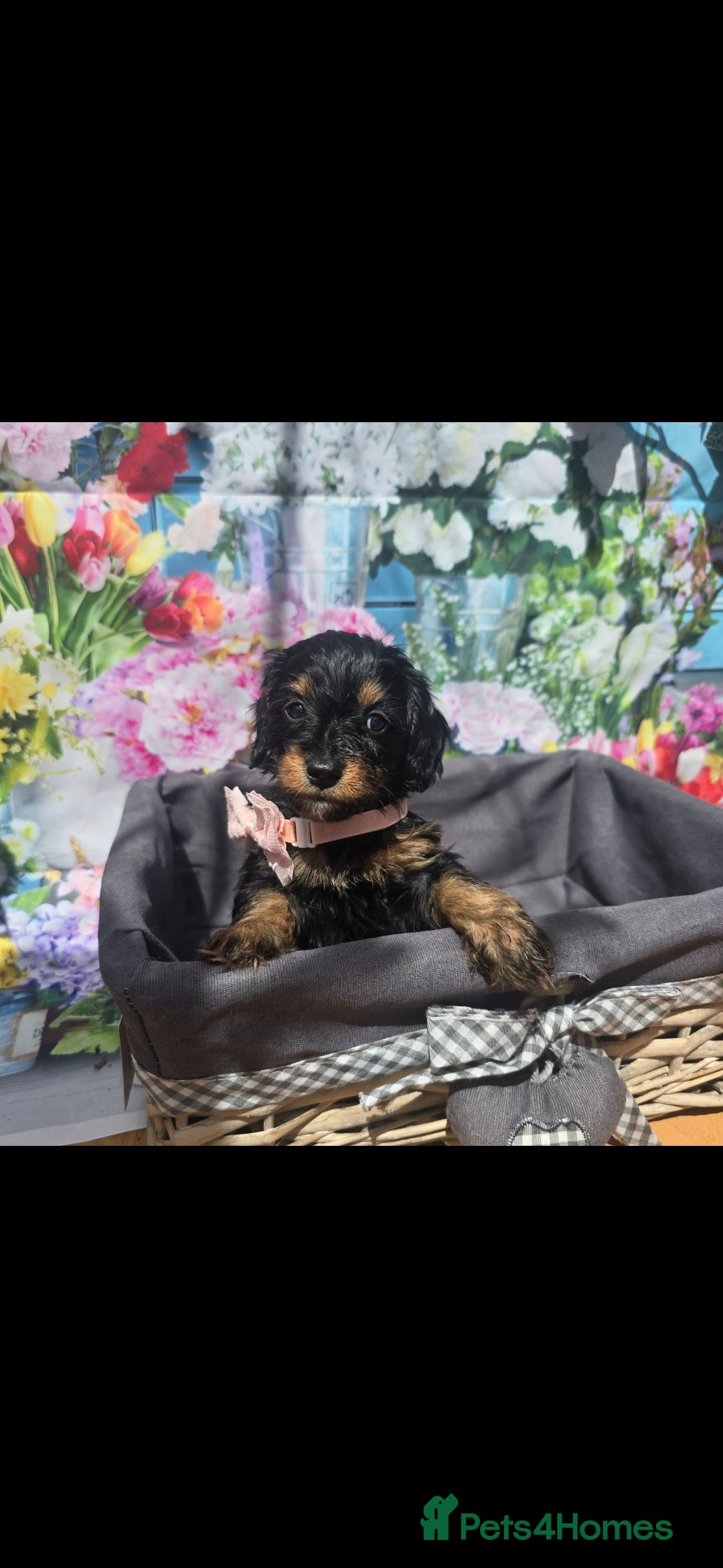 Doxiepoo dogs READY TO LEAVE Beautiful F1 mixed doxipoo puppies  - Advert 1