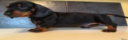 Dachshund dogs for sale: Standard dachshund puppies  - Advert 3