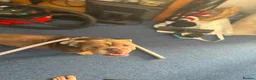 American Bulldog dogs for sale: American bulldog in Northampton - Advert 2