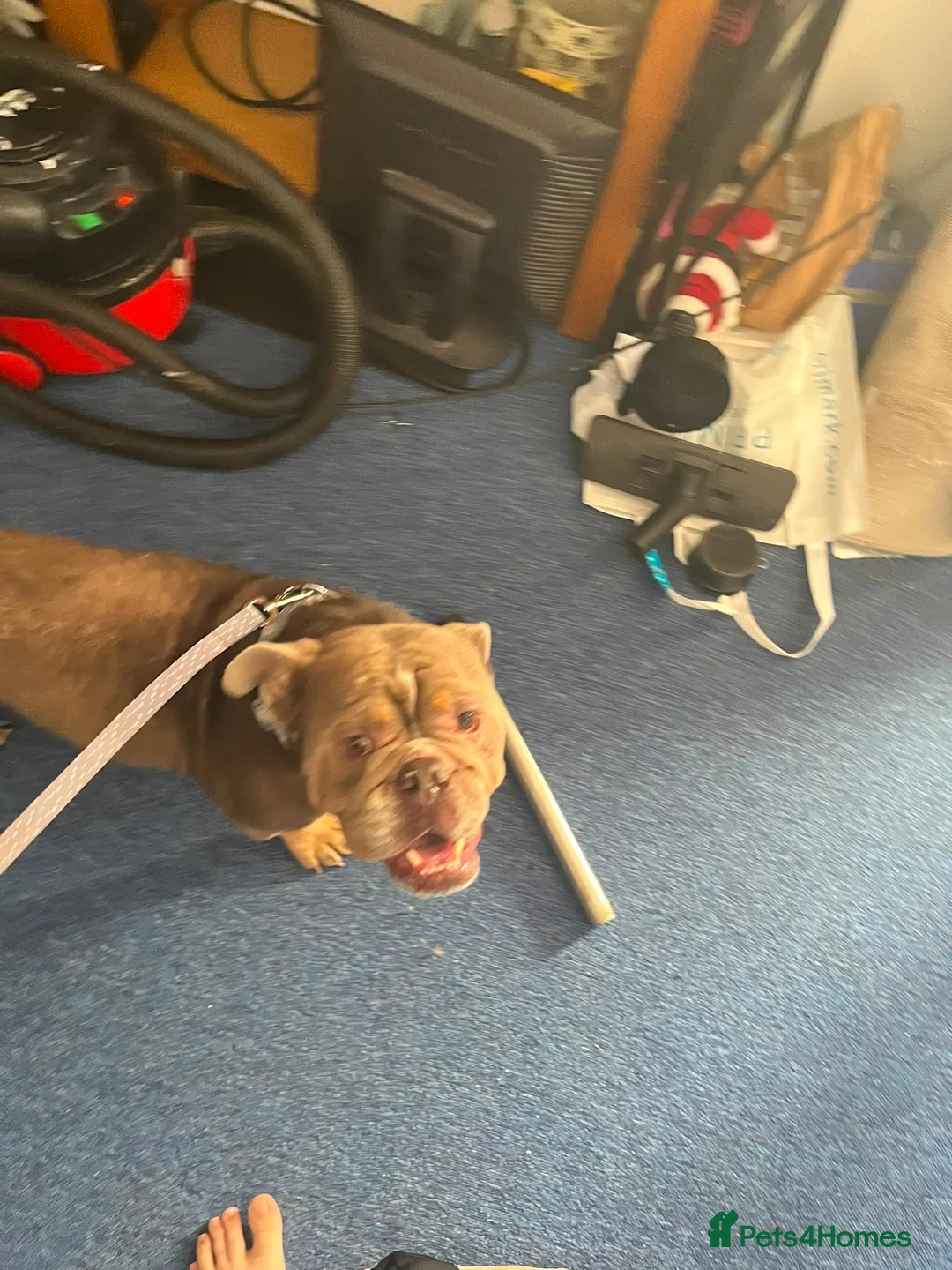 American Bulldog dogs for sale: American bulldog in Northampton - Advert 2