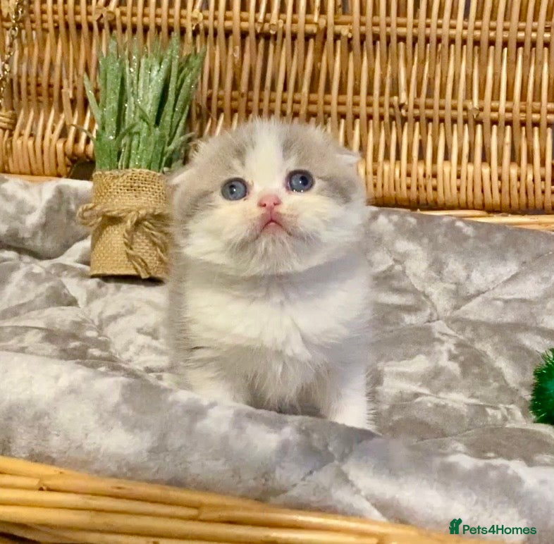 Scottish Fold cats 🧸😻CHAMPION LINE TICA ACTIVE SCOTTISH/BSH😻🧸 - Advert 5